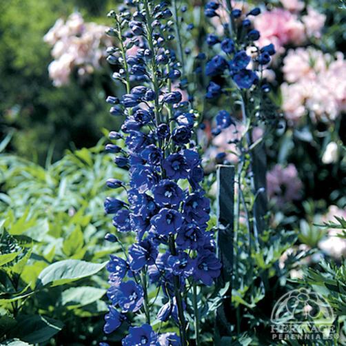 Delphinium 'Pacific Giant Black Knight' 9cm