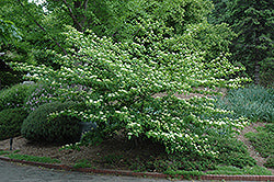 Dogwood Tree 'Pagoda'