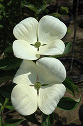 Dogwood, Flowering Tree 'Venus Hybrid'