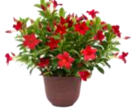 Dipladenia 'Rio' 8"  Patio Pot