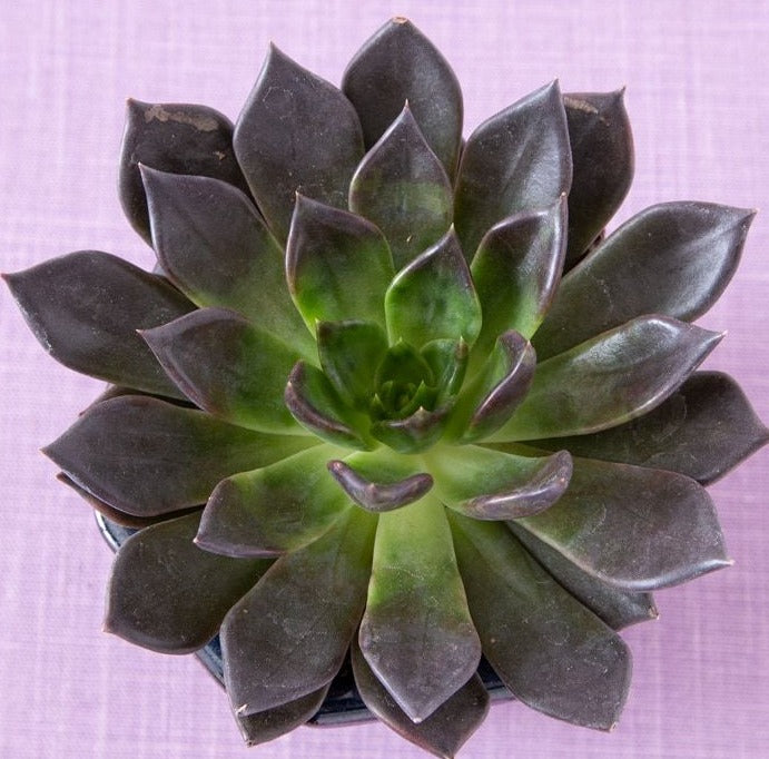Echeveria 'Zagreb's Black Prince' 7cm