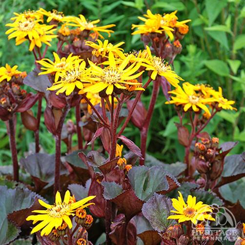 Ligularia, "BBQ Banana" 1Gal