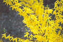 Forsythia 'Showy' 'Spectabilis'