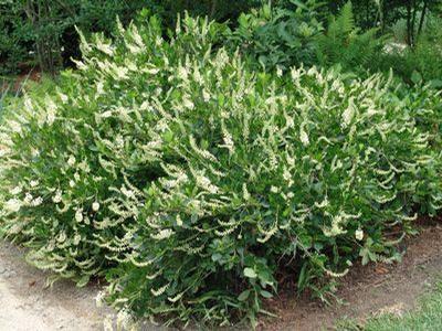 Clethra 'Summer Sparkler' Summersweet 2G