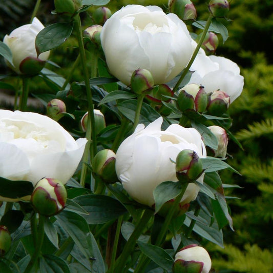 Peony 'Duchesse de Nemours'