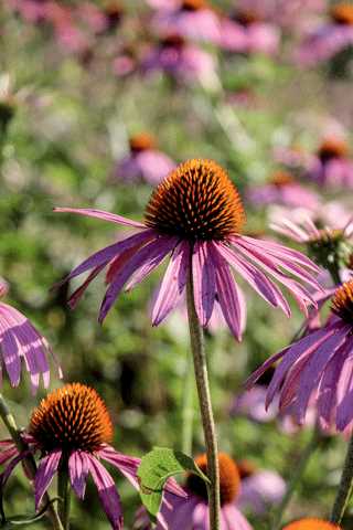 Coneflower, Purple