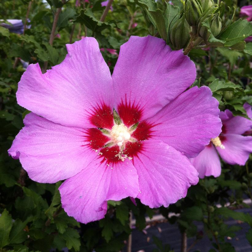 Hibiscus 'Violet Satin' Treeform 6Gal