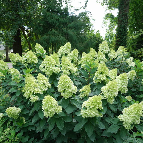 Hydrangea 'Limelight Prime' PW