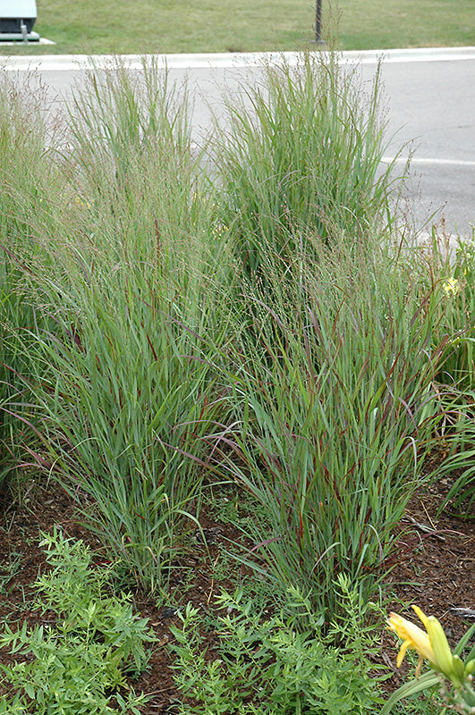 Grasses, Reid Switch 'Shenandoah'