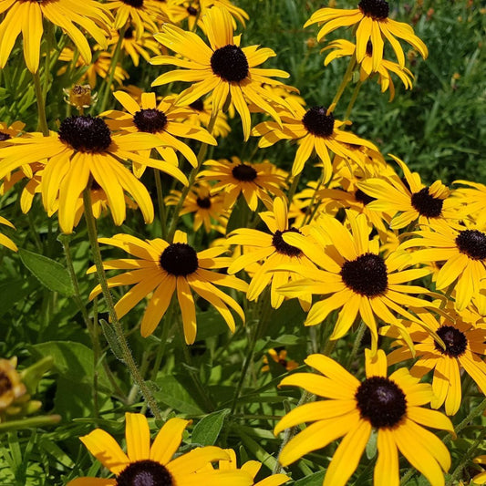 BLACK-EYED SUSAN RUDBECKIA - SEED