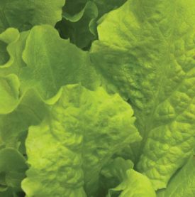 LETTUCE SALAD BOWL SEED