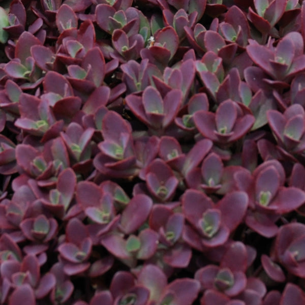 Sedum, Sunsparkler 'Firecracker'