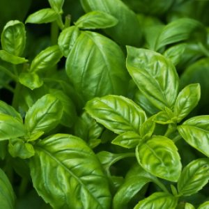 BASIL SWEET SEED