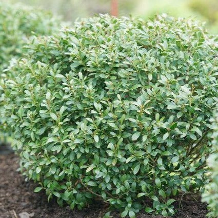 Inkberry Holly 'Gem Box' PW