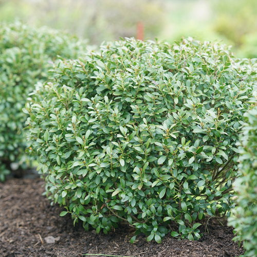 Inkberry Holly 'Strongbox' PW