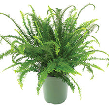 Fern, Emerald 'Sun Queen'
