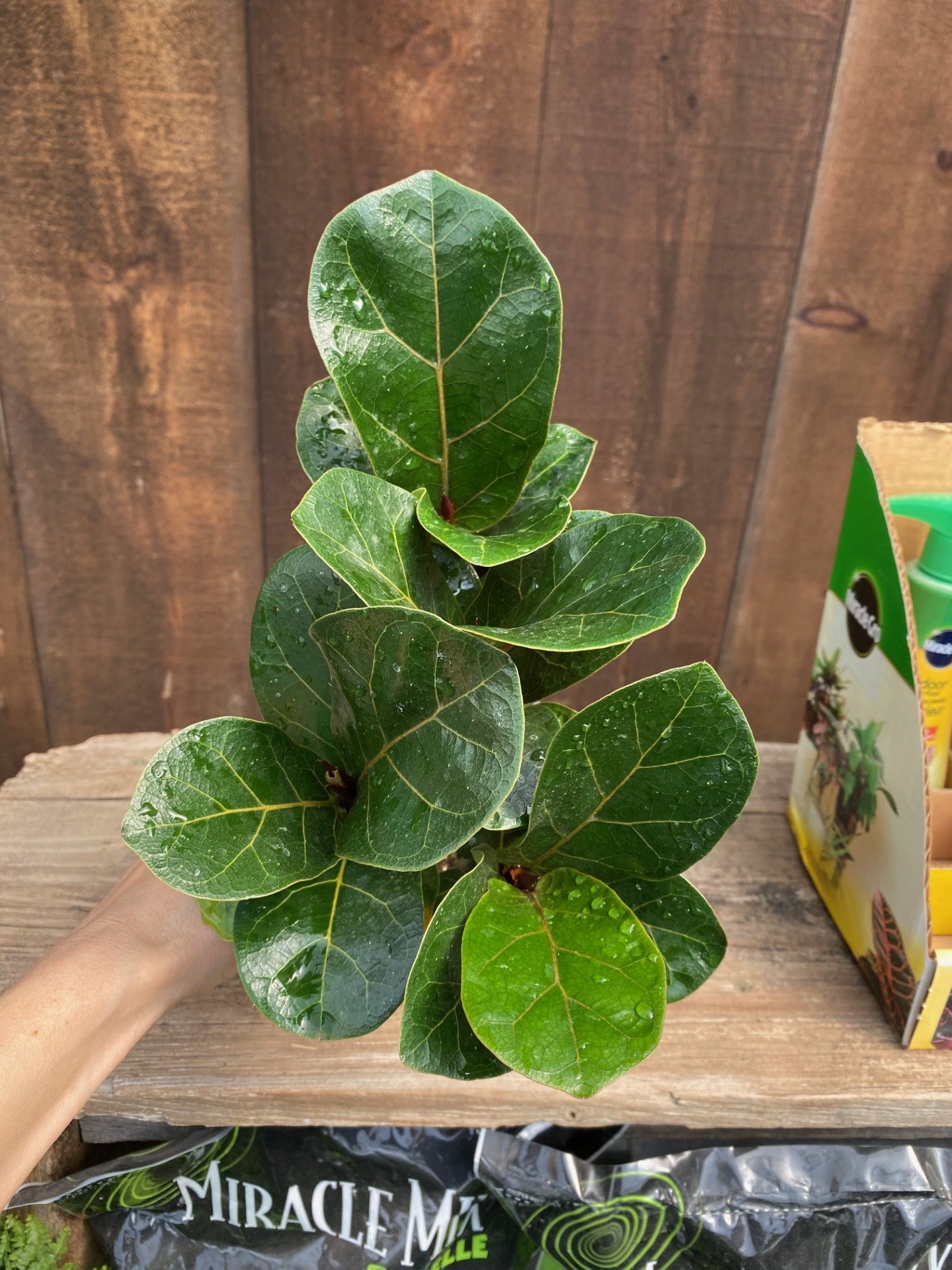 Fiddle Leaf Fig Dwarf