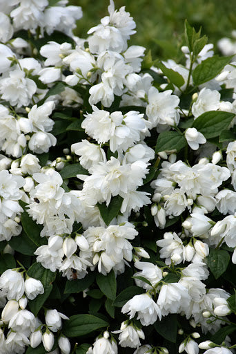 Mockorange 'Snowbelle'