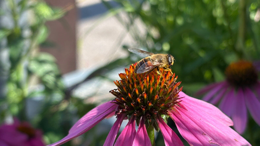 Pollinators: Small Creatures, Big Impact