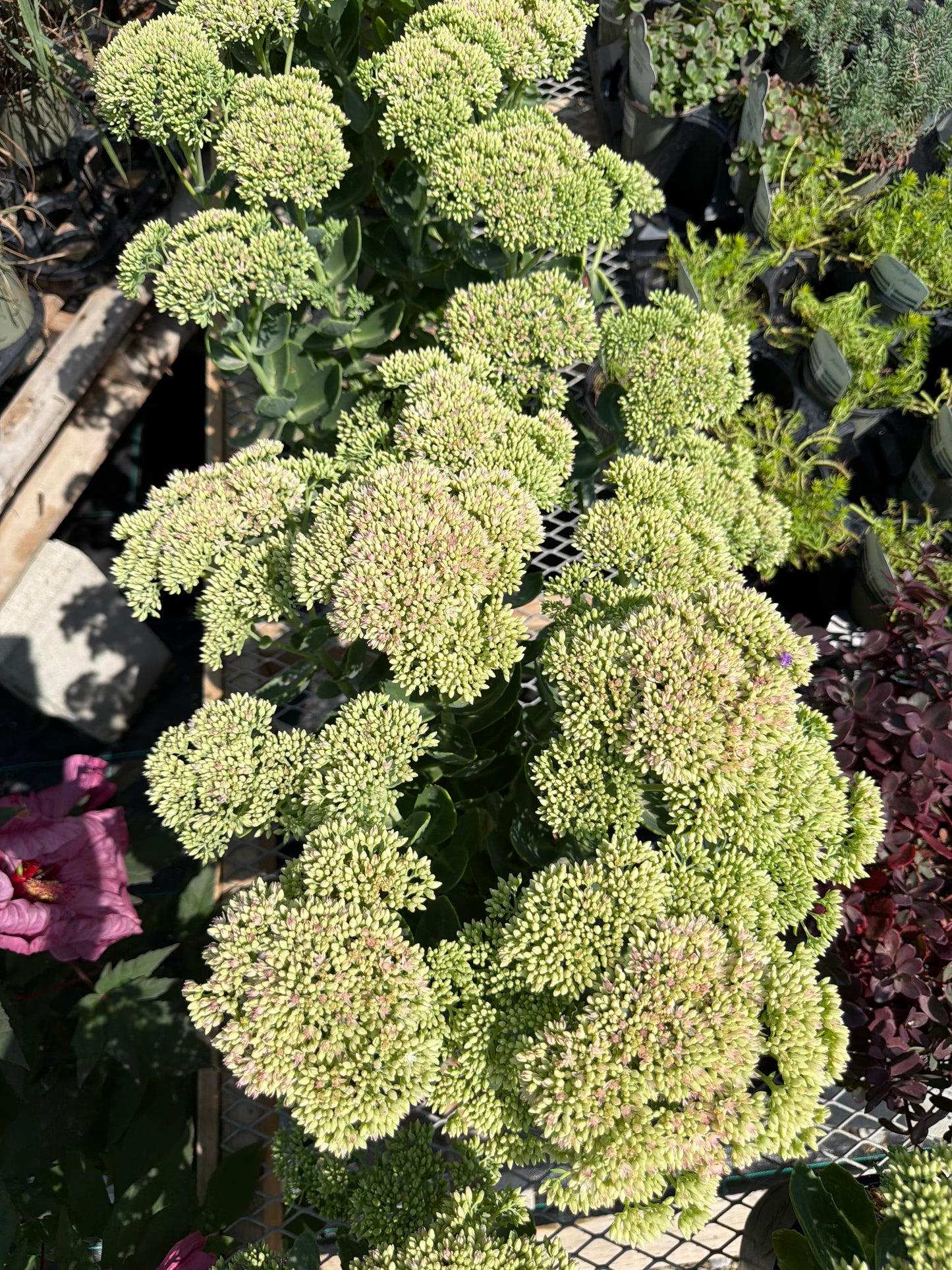 Sedum 'Autumn Fire'