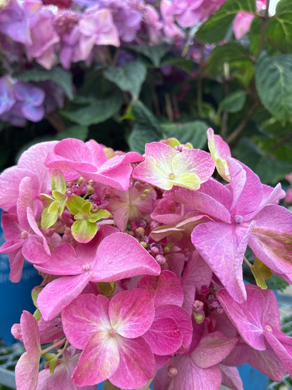 Hydrangea 'Endless Summer Pop Star'