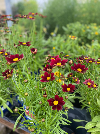 Coreopsis L'il Bang 'Red Elf'