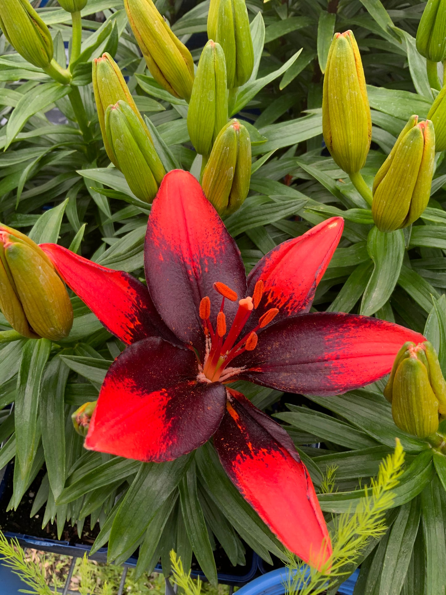 Dwarf Asiatic Lily 'Tiny' Series
