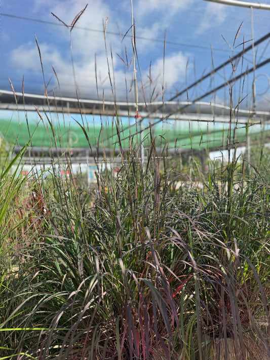Grasses, Big Bluestem 'Blackhawks'
