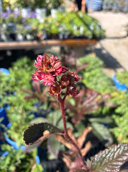 Rodgersia 'Bronze Peacock'