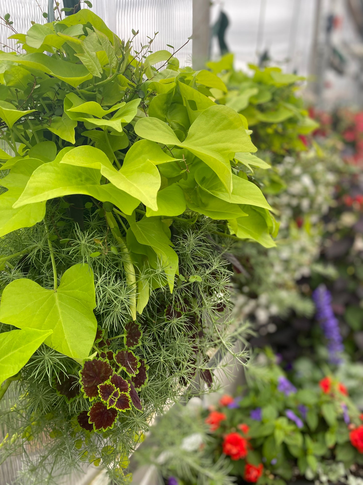 Foliage Mix Hanging Bags