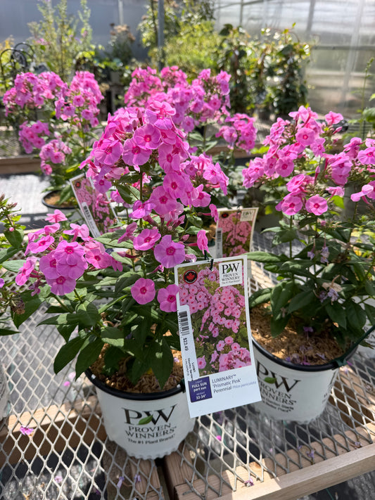 Phlox 'Prismatic Pink' PW