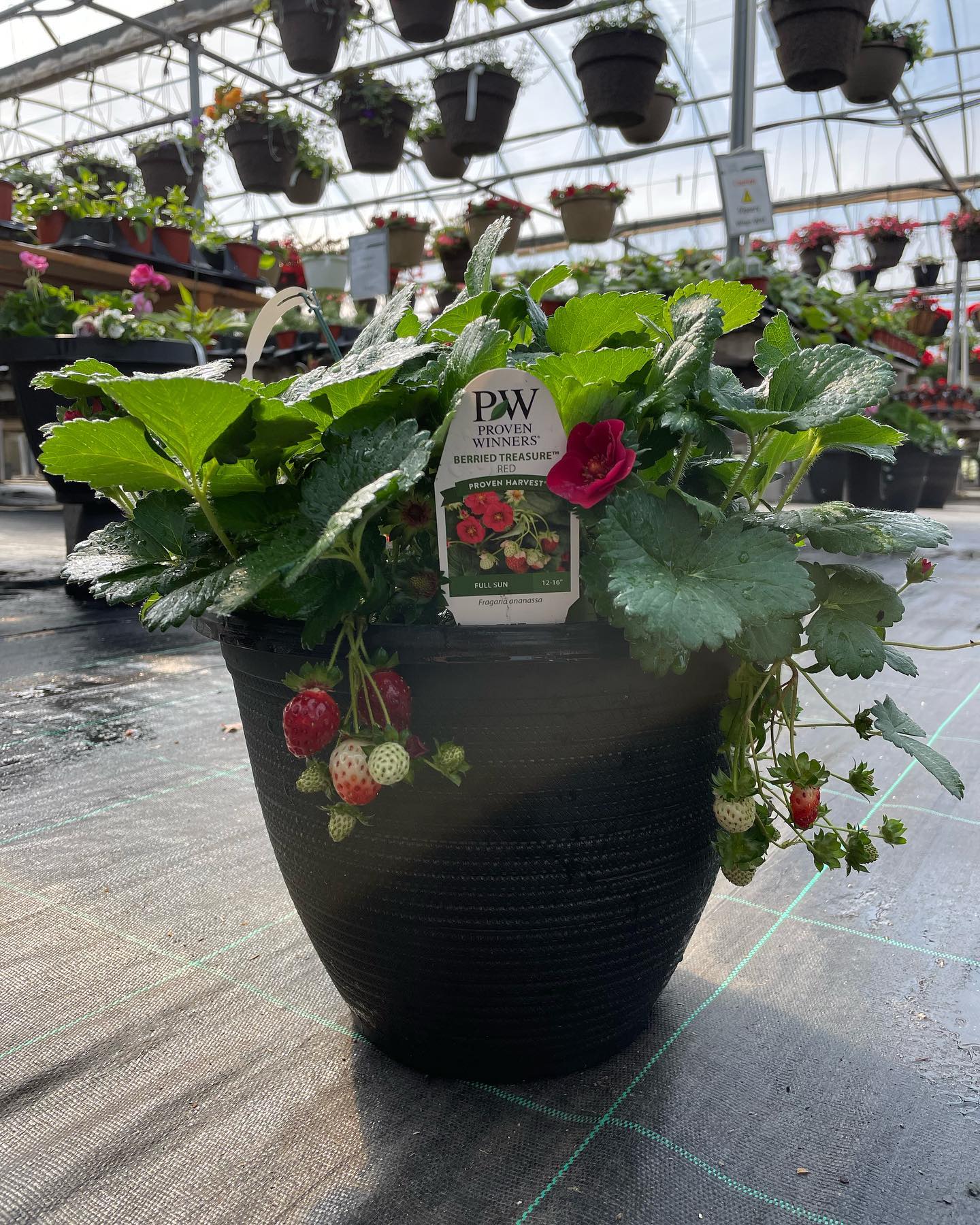 Proven Winners Strawberry patio pot with hanging baskets cascading in the garden center background