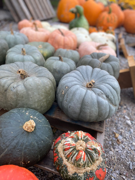 Pumpkin Blue
