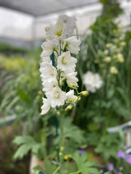 Delphinium 'Guardian White'