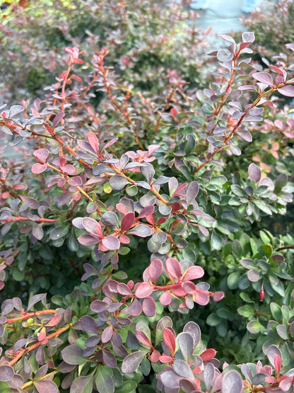 Barberry 'Royal Burgundy'