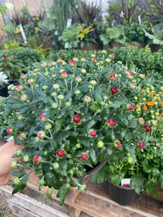 6" Fall Mum