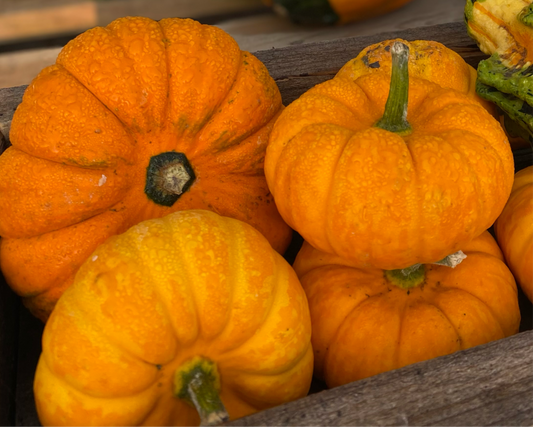 Pumpkin Mini