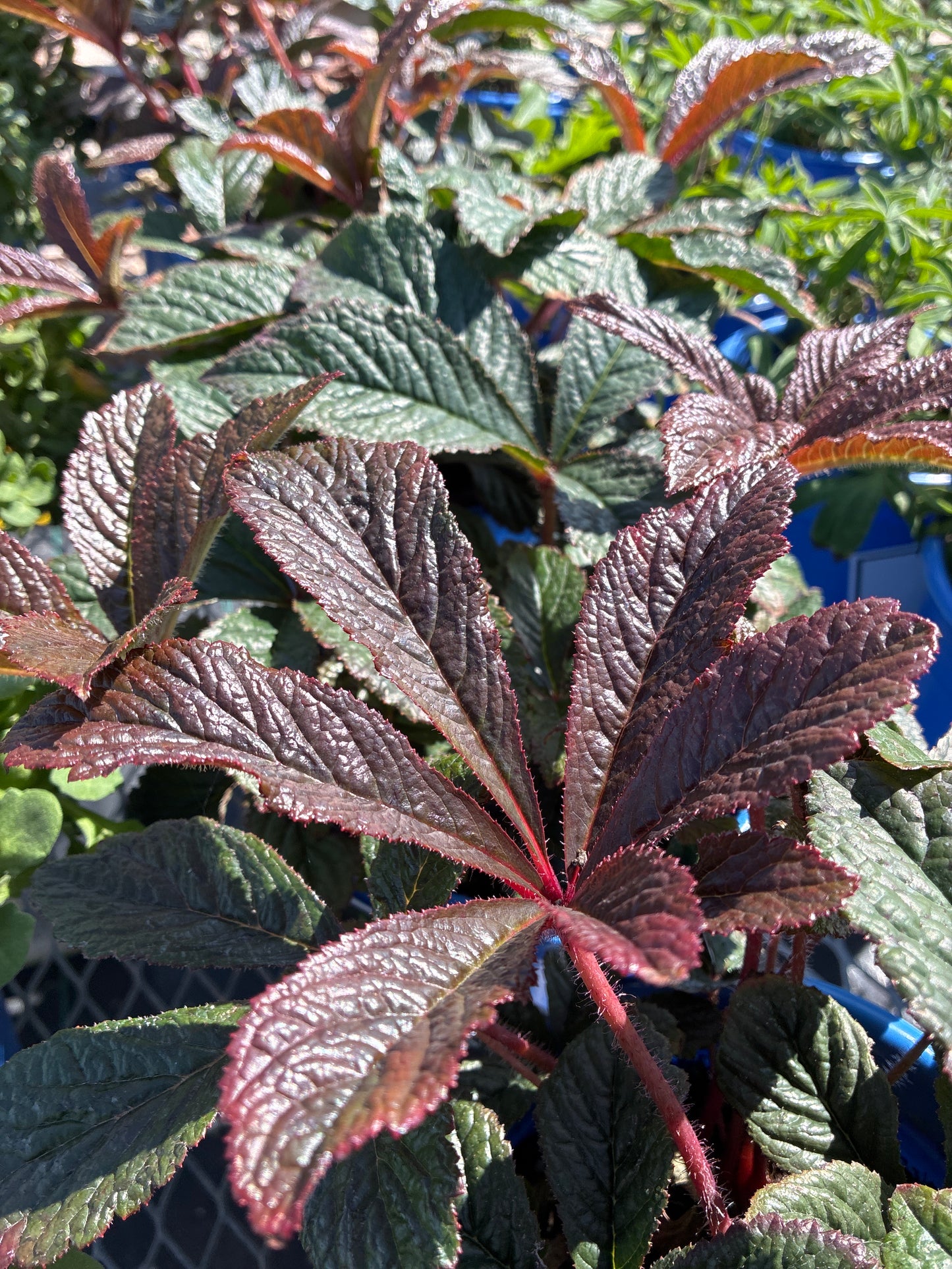 Rodgersia 'Bronze Peacock'