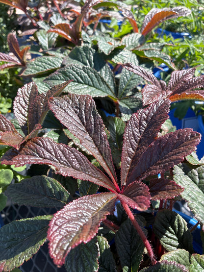 Rodgersia 'Bronze Peacock'