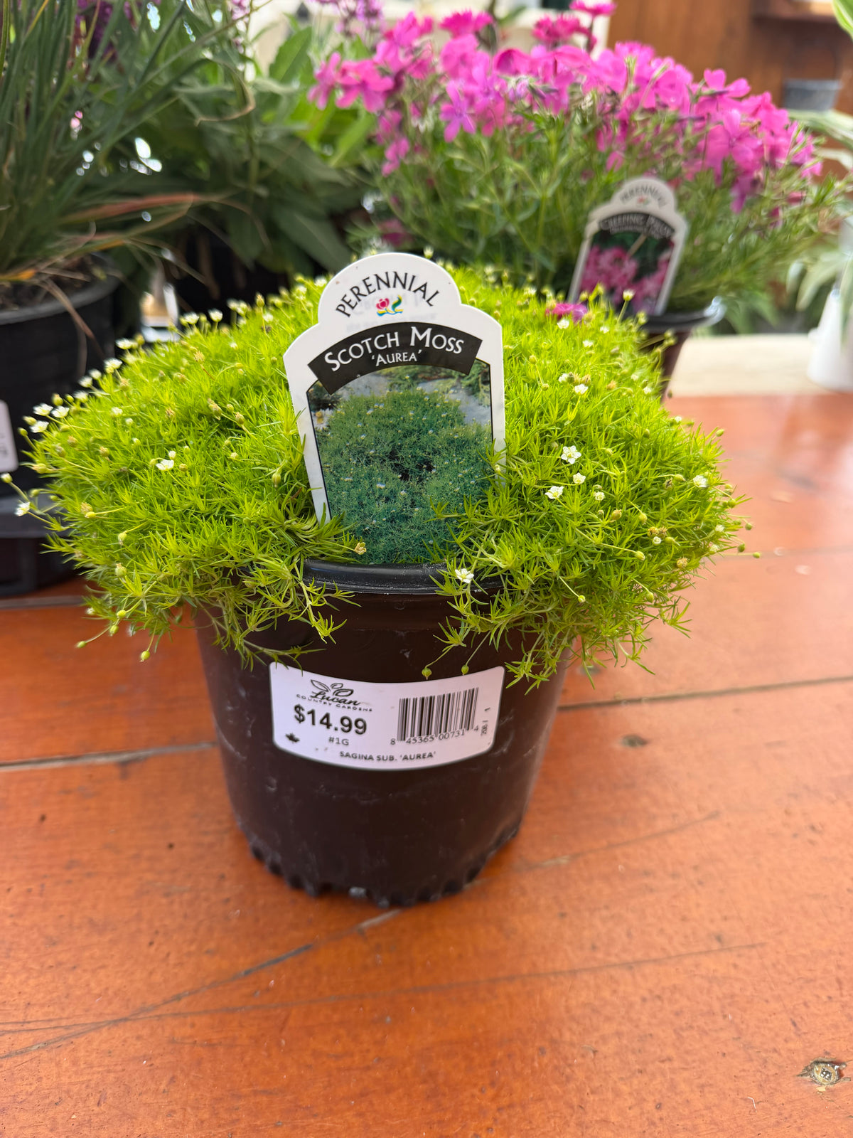 Scotch Moss 'Aurea'