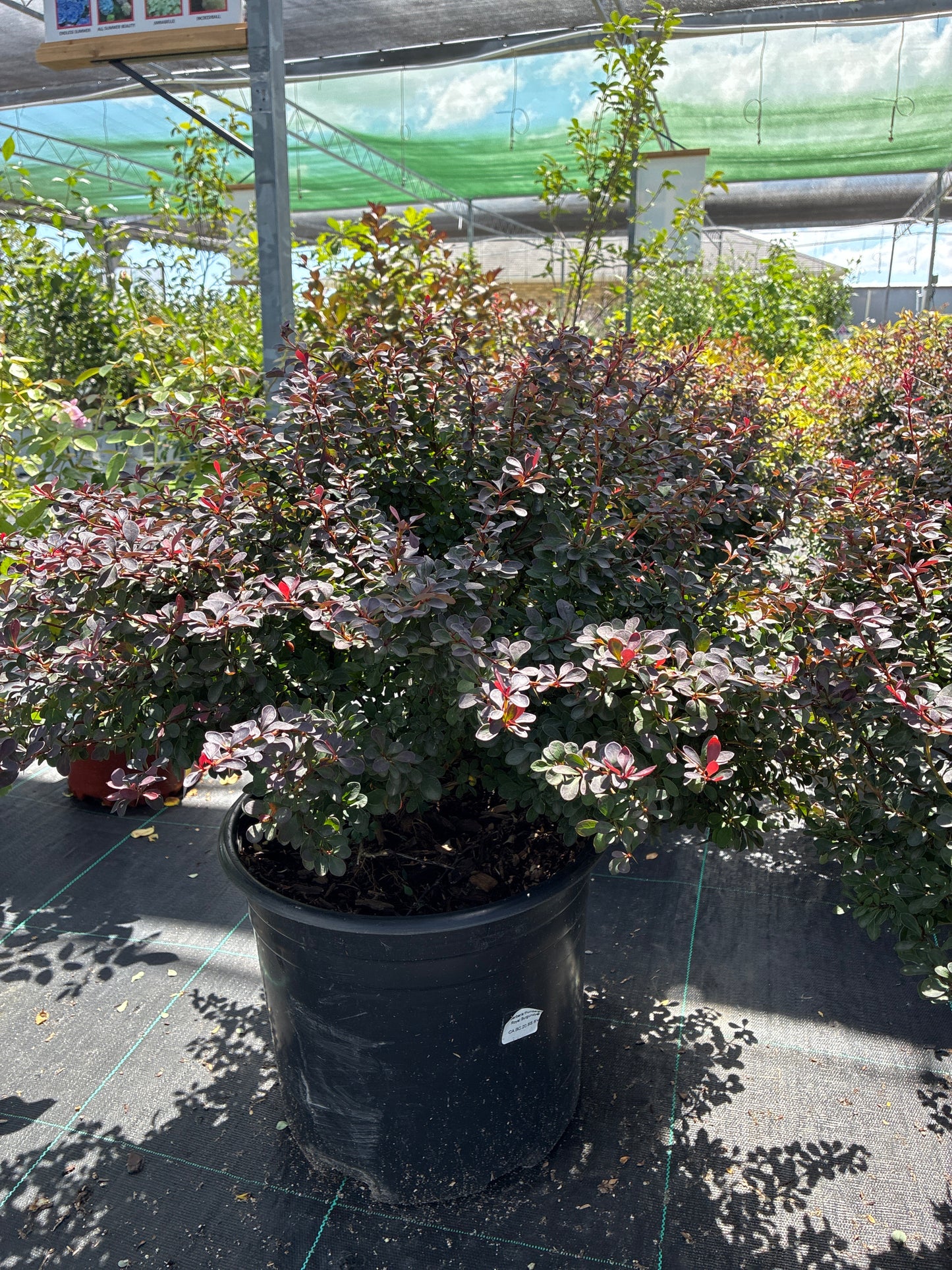 Barberry 'Royal Burgundy'