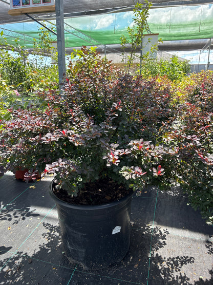 Barberry 'Royal Burgundy'