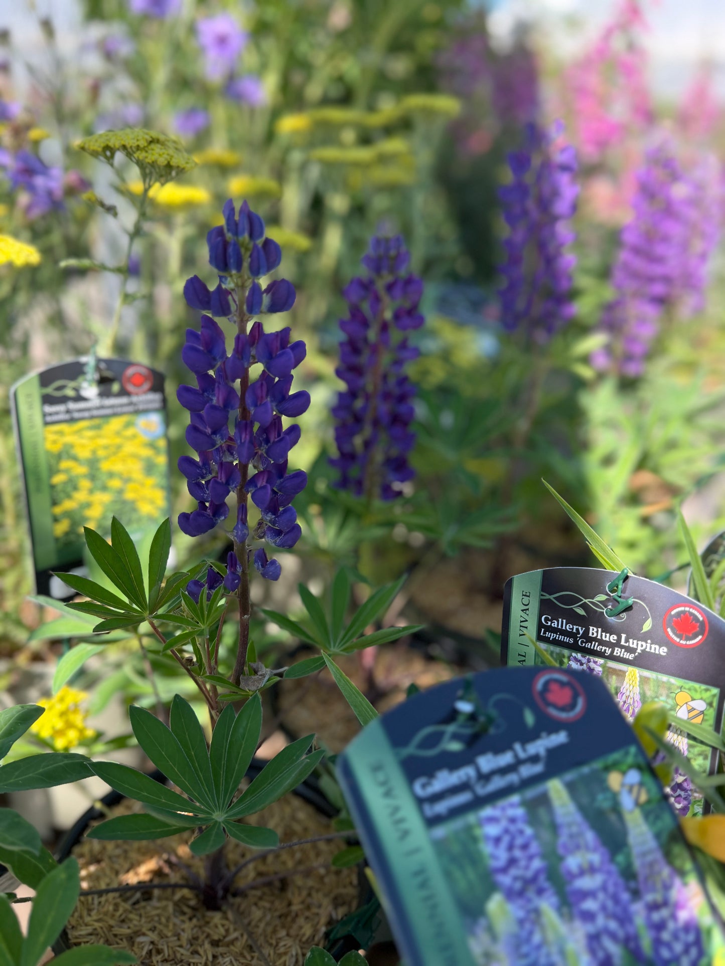 Lupine 'Gallery Blue'