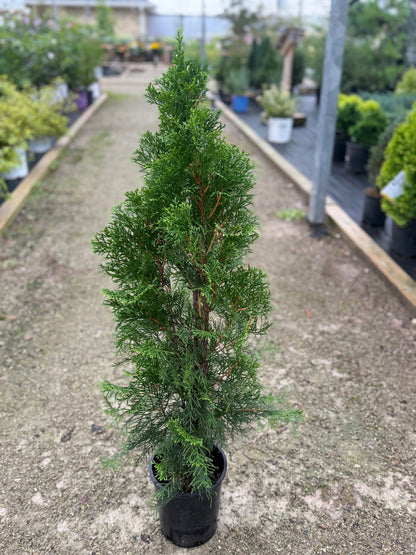 Cedar 'Emerald'