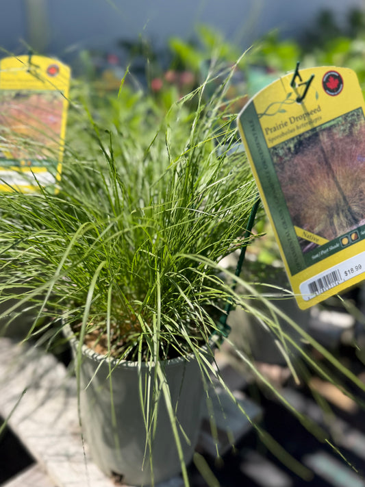 Grasses, Prairie Dropseed