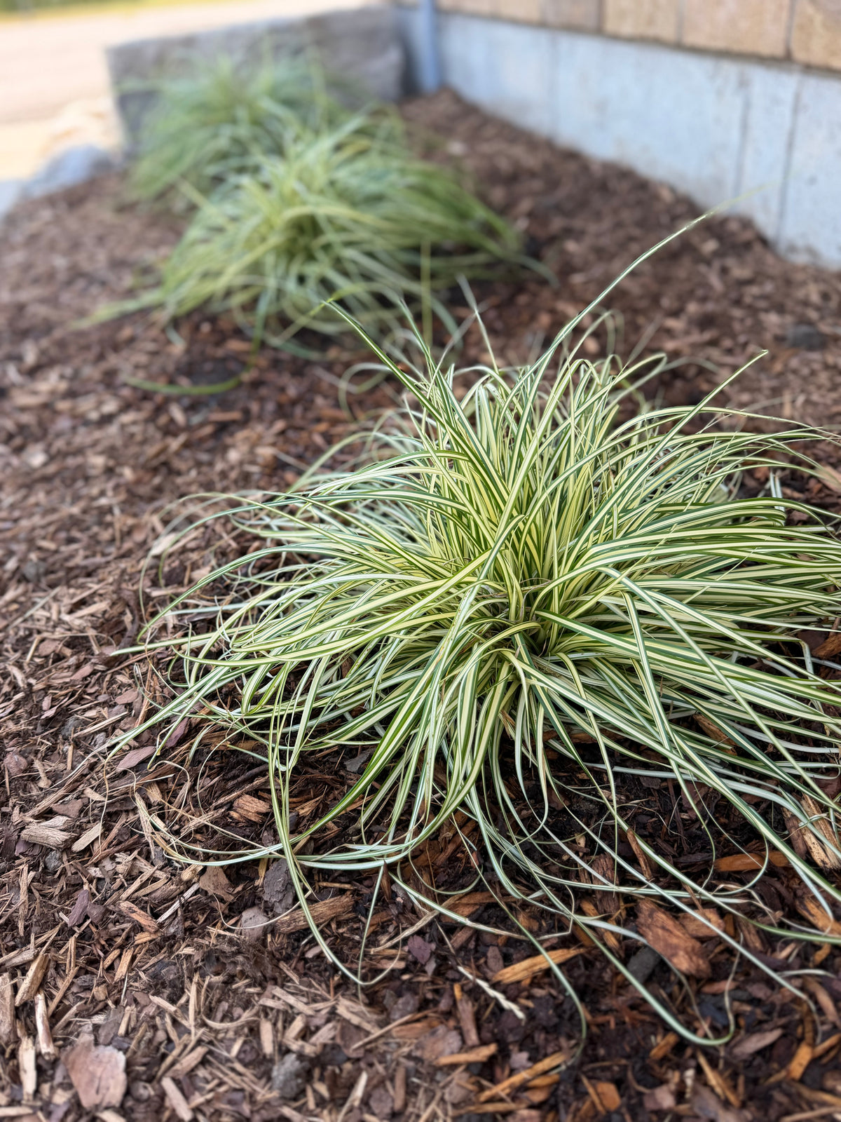 Photo by Lucan Country Gardens Carex Evergold