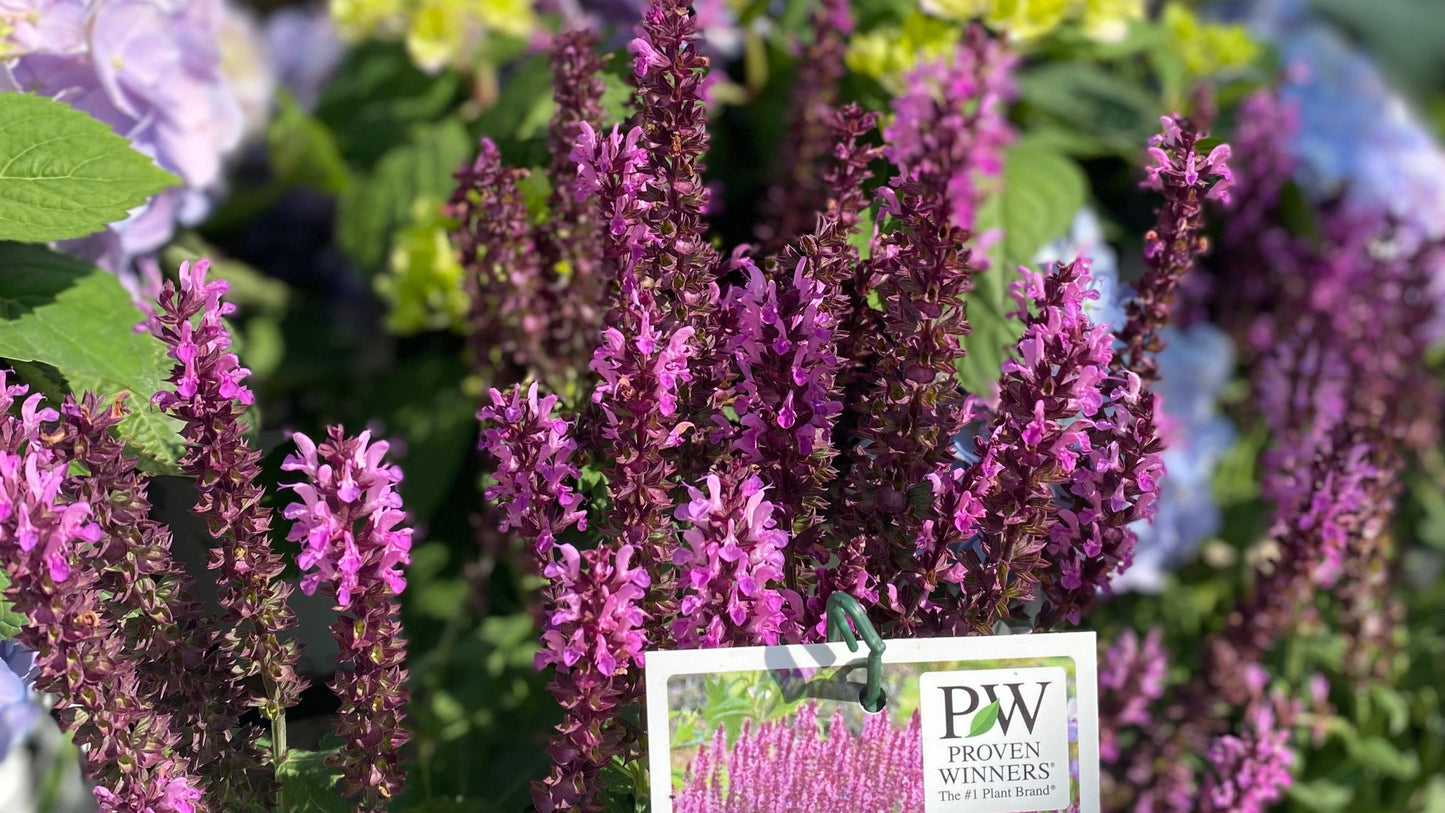 Salvia 'Pink Profusion' PW