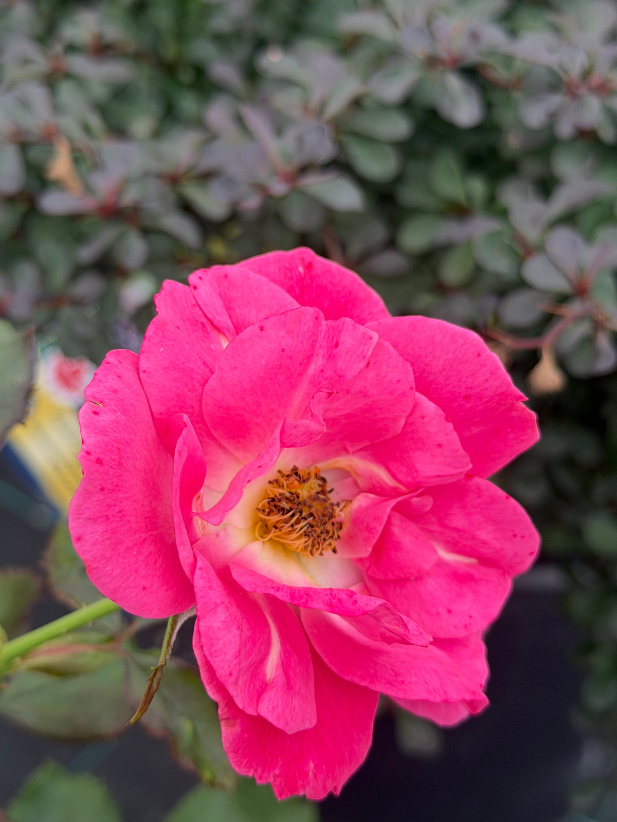 Rose,  'Aurora Borealis' 2 gal