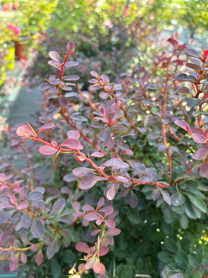 Barberry 'Royal Burgundy'