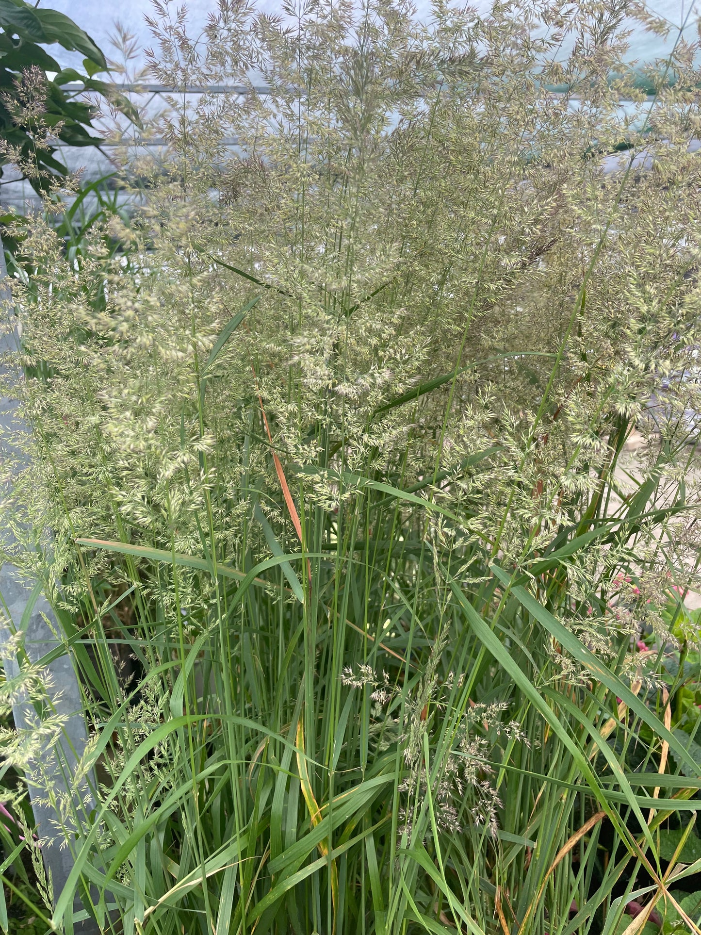 Grasses, Feather Reed 'Karl Foerster'